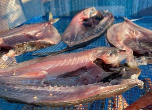 酒処 稲田屋 米子店、魚を干してます！