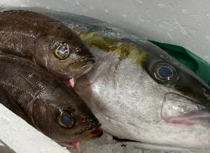 酒処 稲田屋 米子店、鮮魚仕入れました