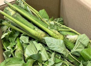 蕎麦処 いなたや 武蔵小金井店「山うど」入荷しました！