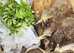 蕎麦処 いなたや 武蔵小金井店「タケノコ」入荷しました