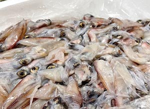 酒処 稲田屋 米子店「ホタルイカ」入荷しました