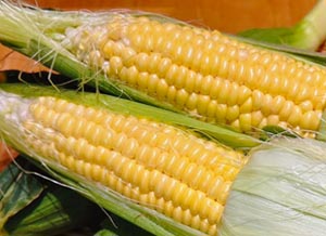 蕎麦処 いなたや、鳥取県産「朝採れとうもろこし」入荷しました