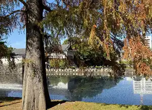 いなたやパレスビル店、皇居大手門前付近の紅葉が色づいてきました