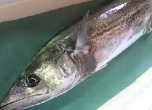 稲田屋 米子店「淀江がいな鰆」が入荷