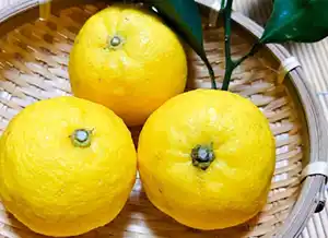 蕎麦処 いなたや 武蔵小金井店、鳥取県産柚子、入荷