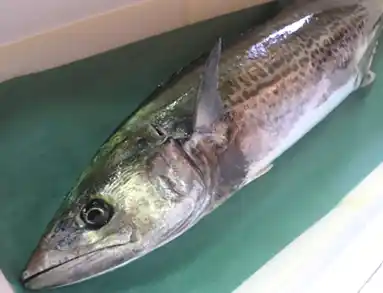 稲田屋｜淀江がいな鰆